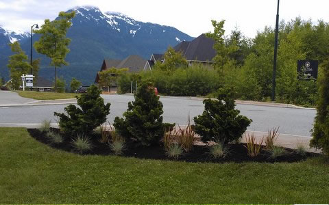 Front Yard Before